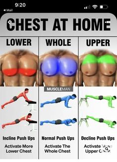 the chest and lower back muscles are highlighted in different colors