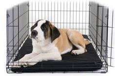 a brown and white dog laying on top of a black mat in a metal cage