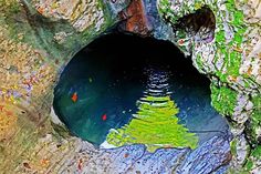 a small tree is growing out of the water in a rock cave with green moss on it