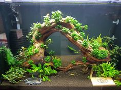 an aquarium filled with plants and rocks