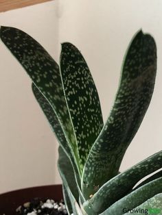 Gasteria Succulent Gasteria Succulents, Succulent Species, Succulent Leaves, Plant Care Houseplant, Succulent Care, House Plant Care, Cactus And Succulents, Cacti And Succulents, Flower Seeds