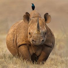 a bird sits on the back of a rhinoceros