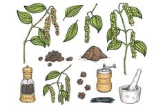 an illustration of coffee beans and other things to make it look like they are growing