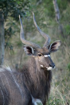 an antelope with very large horns standing in the grass near some tall trees