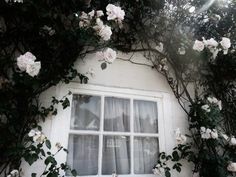 white roses growing on the side of a building near a window with curtained windows