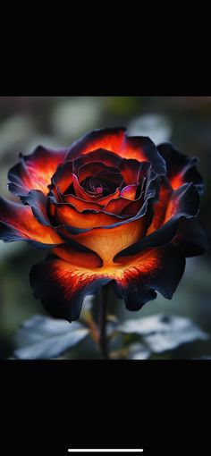 a red and black rose is in the dark