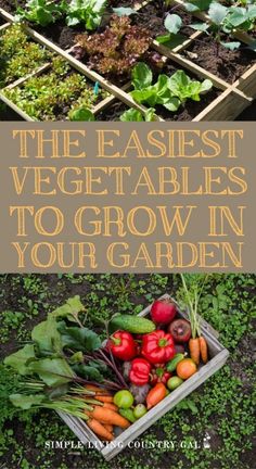 the best vegetables to grow in your garden