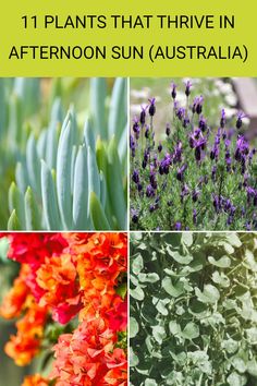 four different types of flowers with the title 11 plants that thriving in afternoon sun australia