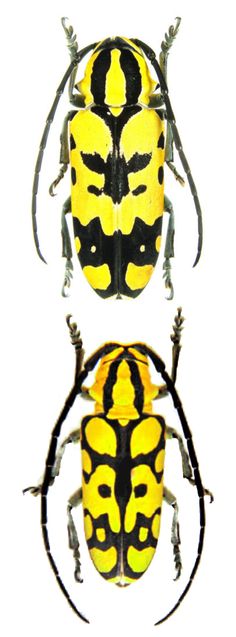 two yellow and black bugs sitting on top of each other