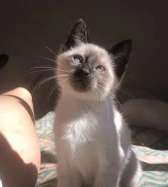 a white and black cat sitting on top of a bed