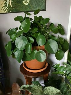 a potted plant sitting on top of a wooden table