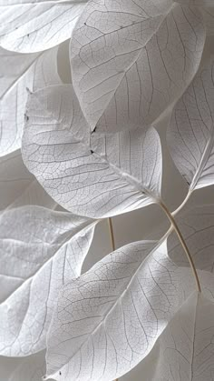 some white leaves are hanging on the wall