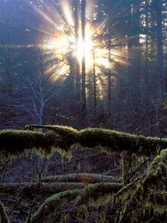 the sun is shining through the trees in the forest with moss growing on it's branches