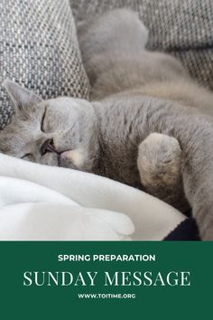 a gray cat sleeping on top of a couch with the words spring preparation sunday message