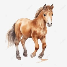 a brown horse standing on top of a white floor