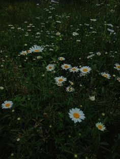 a field full of white and yellow daisies in the evening sun with trees in the background