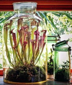 an arrangement of flowers in a glass vase on a table next to two jars filled with plants