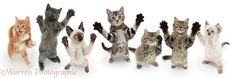 a group of kittens standing in a row with their arms up and paws raised