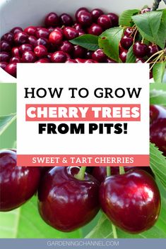 cherries in a bowl with the words how to grow cherry trees from pits sweet & tart cherries