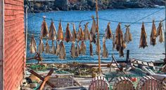 there are many fish hanging on the clothes line by the water's edge,