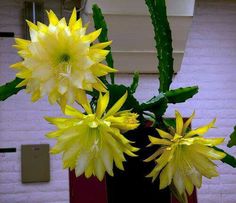 two yellow flowers are in a black vase