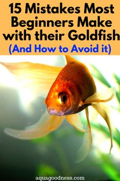 a goldfish swimming in an aquarium with text overlay that reads 15 mistakes most beginners make with their goldfish and how to avoid it