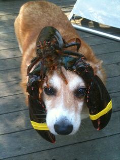 a dog wearing a lobster costume on its head