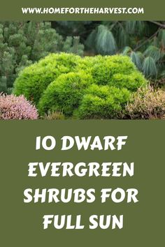 10 dwarf evergreen shrubs for full sun Miniature Evergreen Shrubs, Mounding Evergreen Shrubs, Hardy Evergreen Shrubs, Small Evergreen Plants, Short Evergreen Trees, Slow Growing Evergreen Shrubs, Yellow Evergreen Shrub, Low Maintenance Evergreen Shrubs, Full Sun Evergreen Plants