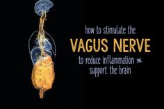 How to Stimulate Vagus Nerve Function | Wellness Mama Vagal Nerve, Nervus Vagus, Nerve Disorders, Diy Wellness