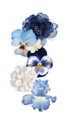 three blue and white flowers on a white background