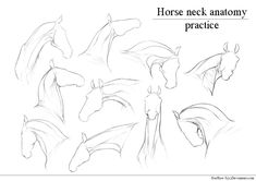 the horse neck anatomy and how to draw it in pencil, with instructions on how to draw