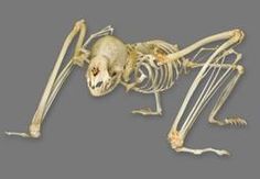 an animal skeleton is shown with its legs spread out and feet extended to the side