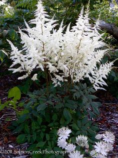 some white flowers are growing in the woods