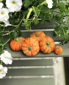 small pumpkins and white flowers on a bench