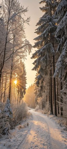 the sun is shining through the trees in the snow