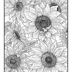 the sunflowers are drawn in black and white