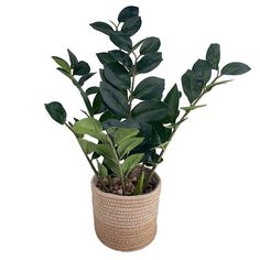 a potted plant with green leaves in it