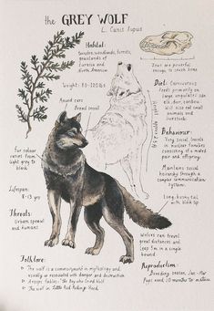 a drawing of a wolf standing next to an animal's body and its features