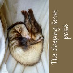 two baby ferrets are curled up in a ball on a white blanket with the words, we've been there