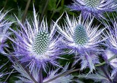 some very pretty purple flowers in the grass