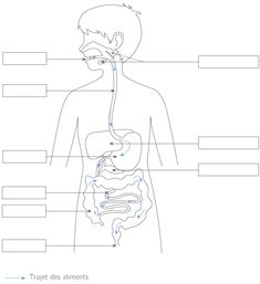 diagram of the human body with labels