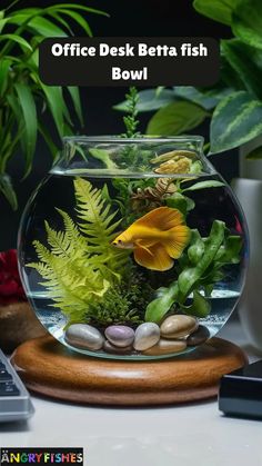 office desk betta fish bowl with plants and rocks