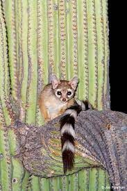 a small animal sitting on top of a green cactus