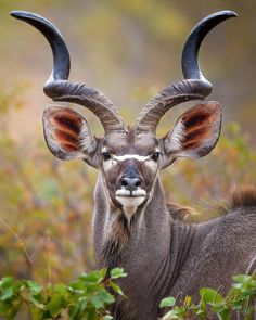 an antelope with large horns is standing in the grass and looking at the camera