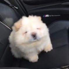 a fluffy white dog sitting in the back seat of a car with its eyes closed