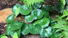 some green plants are growing in the dirt