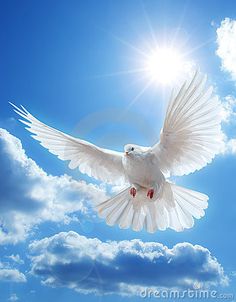 a white dove flying in the sky with clouds and sun shining behind it on a sunny day