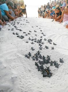 a group of people sitting in front of a bunch of baby turtle hatched into the sand