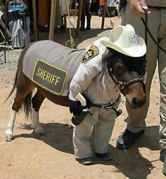 a horse wearing a sheriff shirt and hat