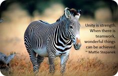 a zebra standing on top of a dry grass field with a quote from matte steenk